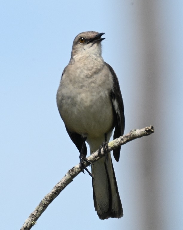 חקיינית צפונית - ML638927475