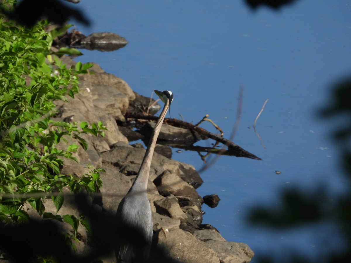 Great Blue Heron - ML638927483