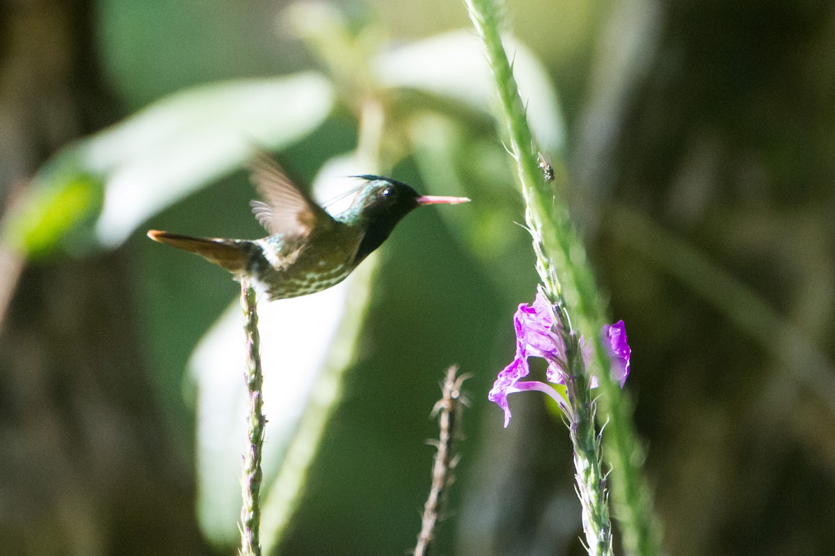 Black-crested Coquette - ML638927518