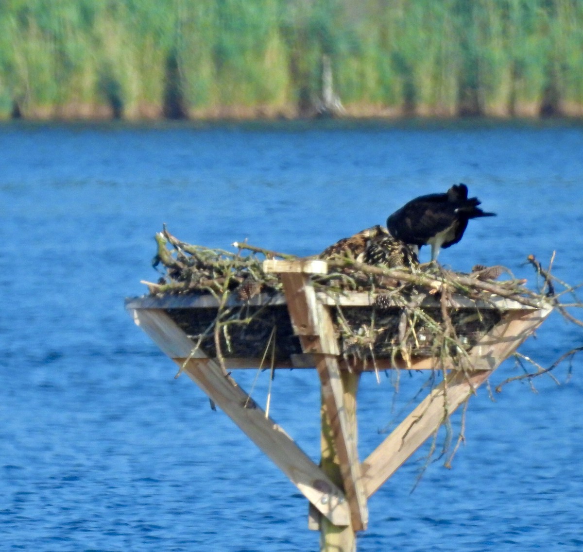 Osprey - ML638927525