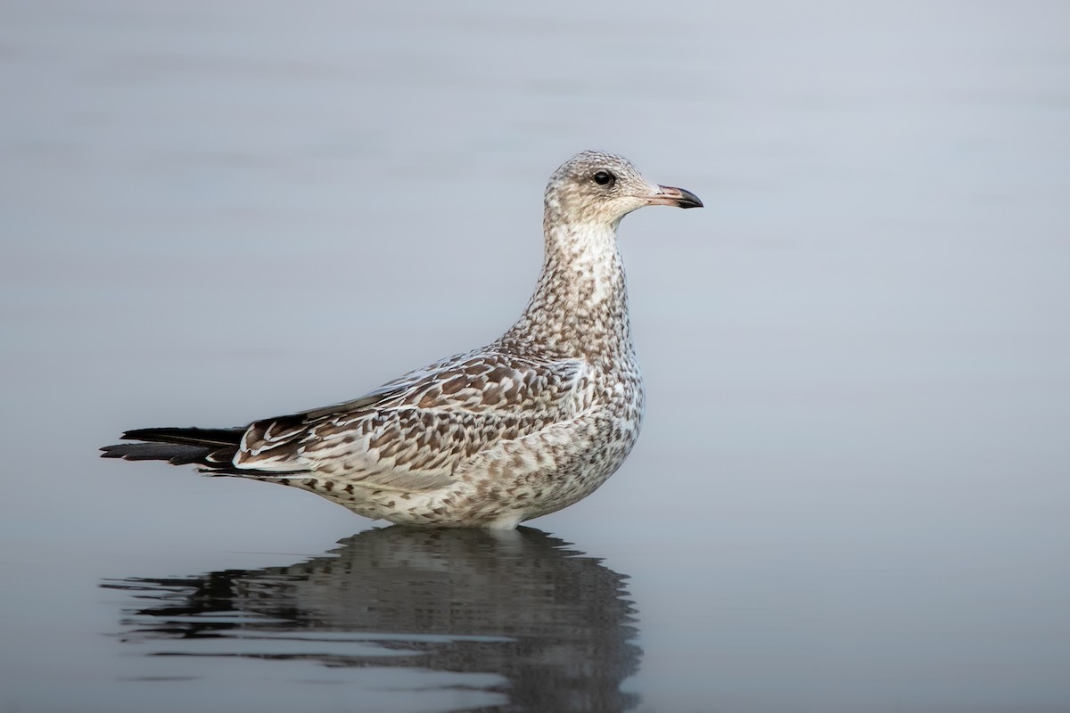Ring-billed Gull - ML638927537