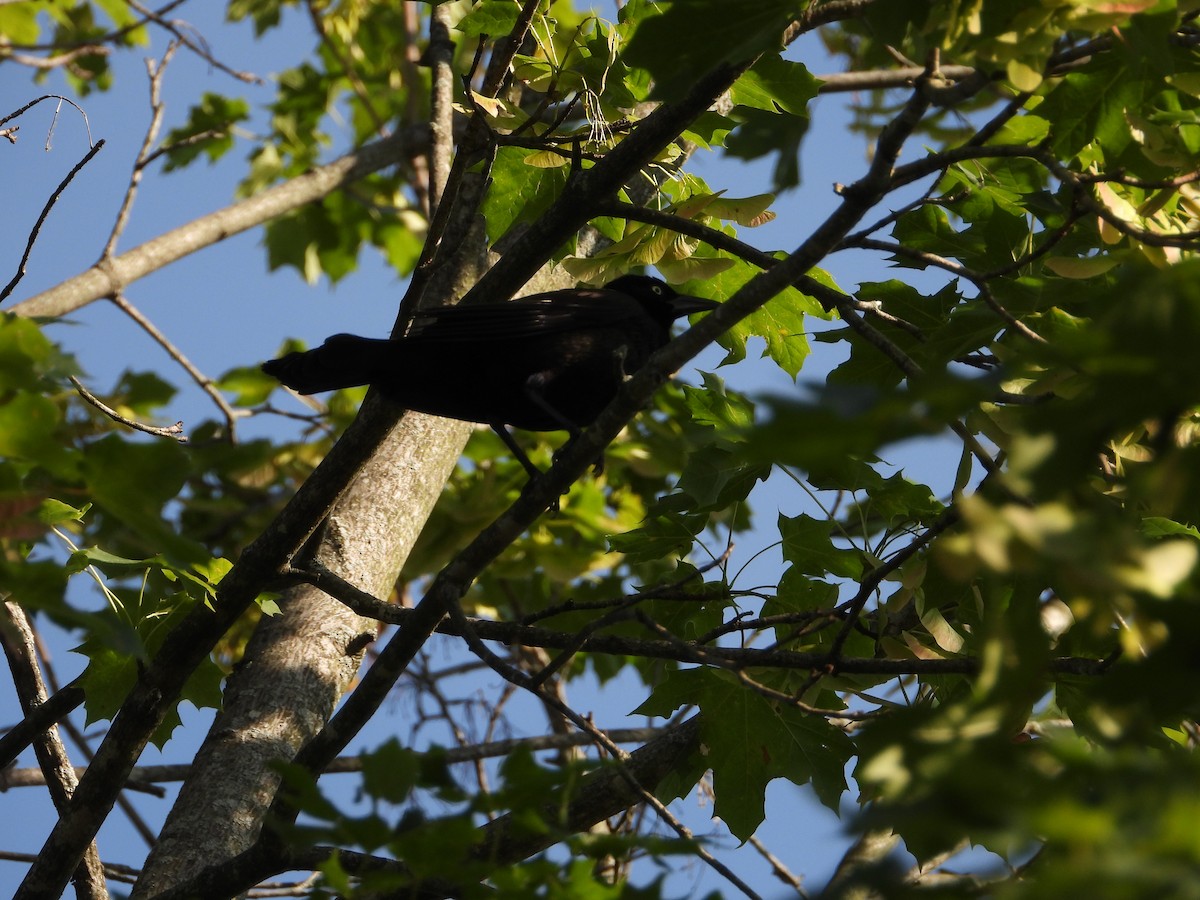 Common Grackle - ML638927542