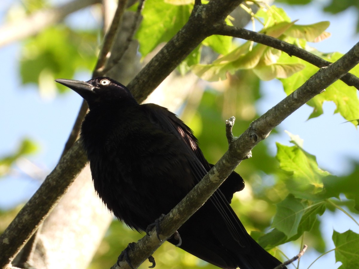 Common Grackle - ML638927543