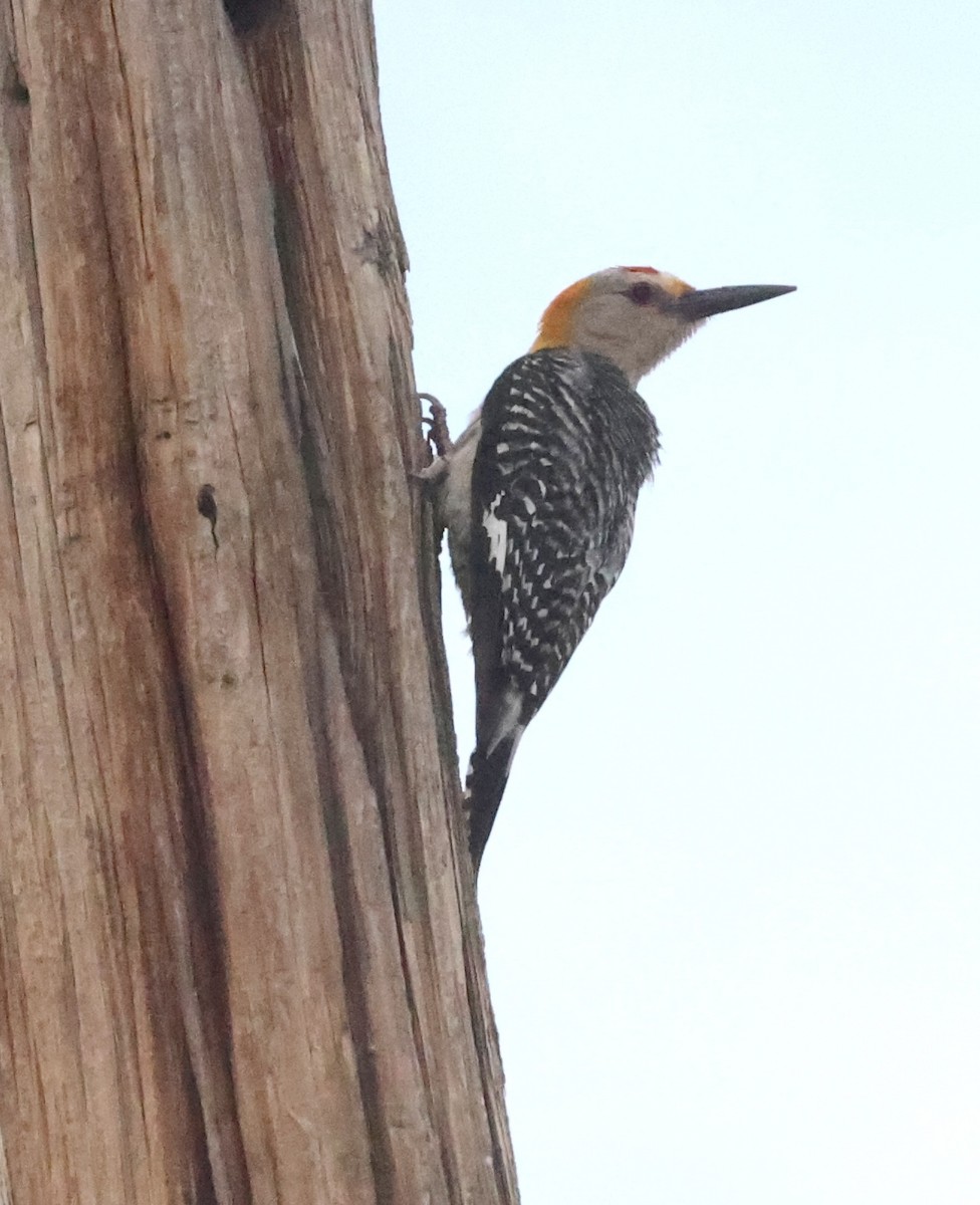Golden-fronted Woodpecker - ML638927553
