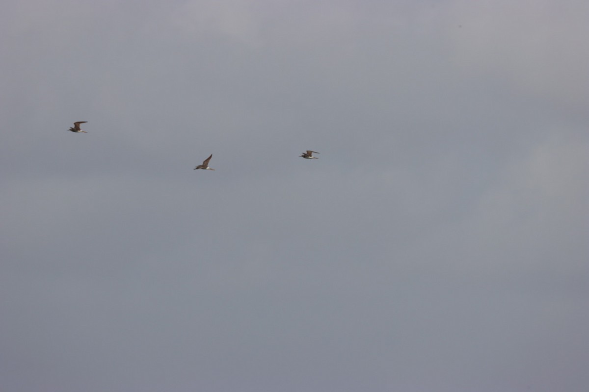 Upland Sandpiper - ML638927555