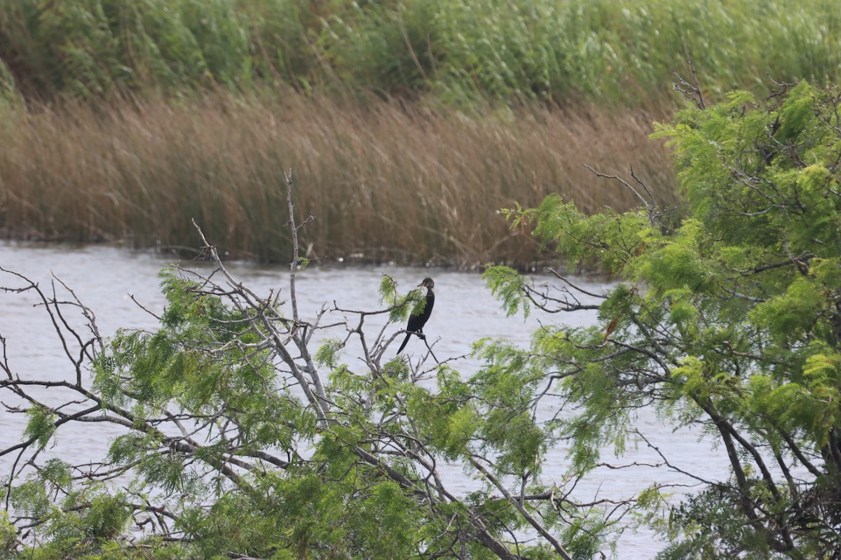 Neotropic Cormorant - ML638927579