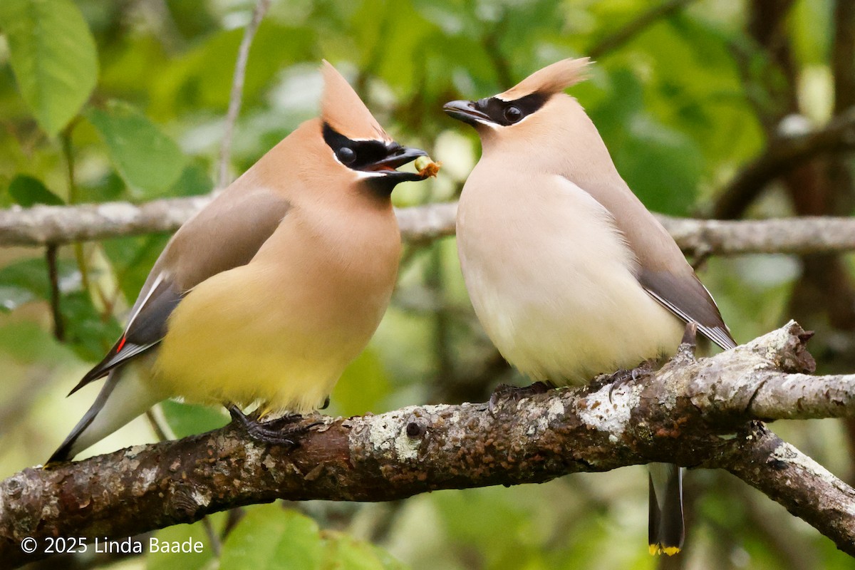 Cedar Waxwing - ML638927581