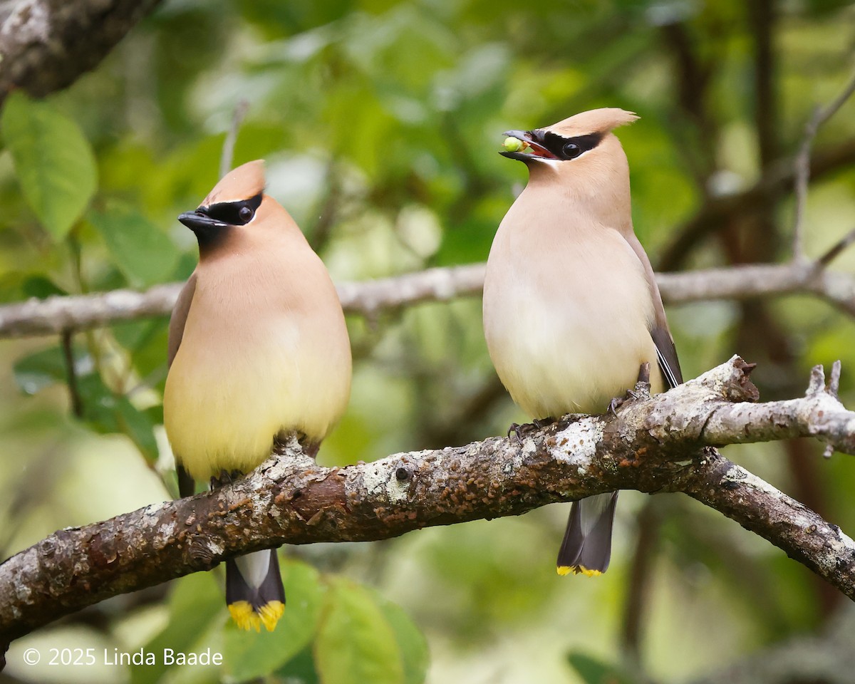 Cedar Waxwing - ML638927602