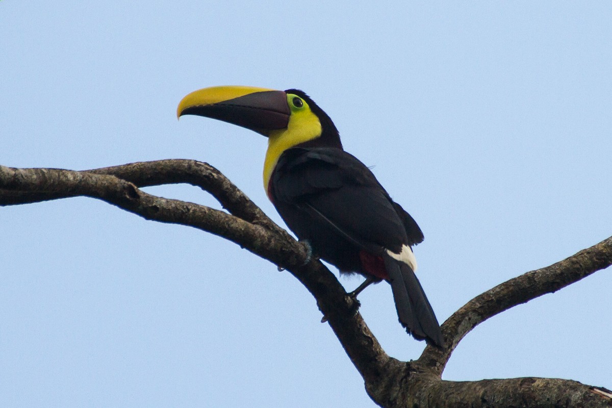 Yellow-throated Toucan - ML638927604