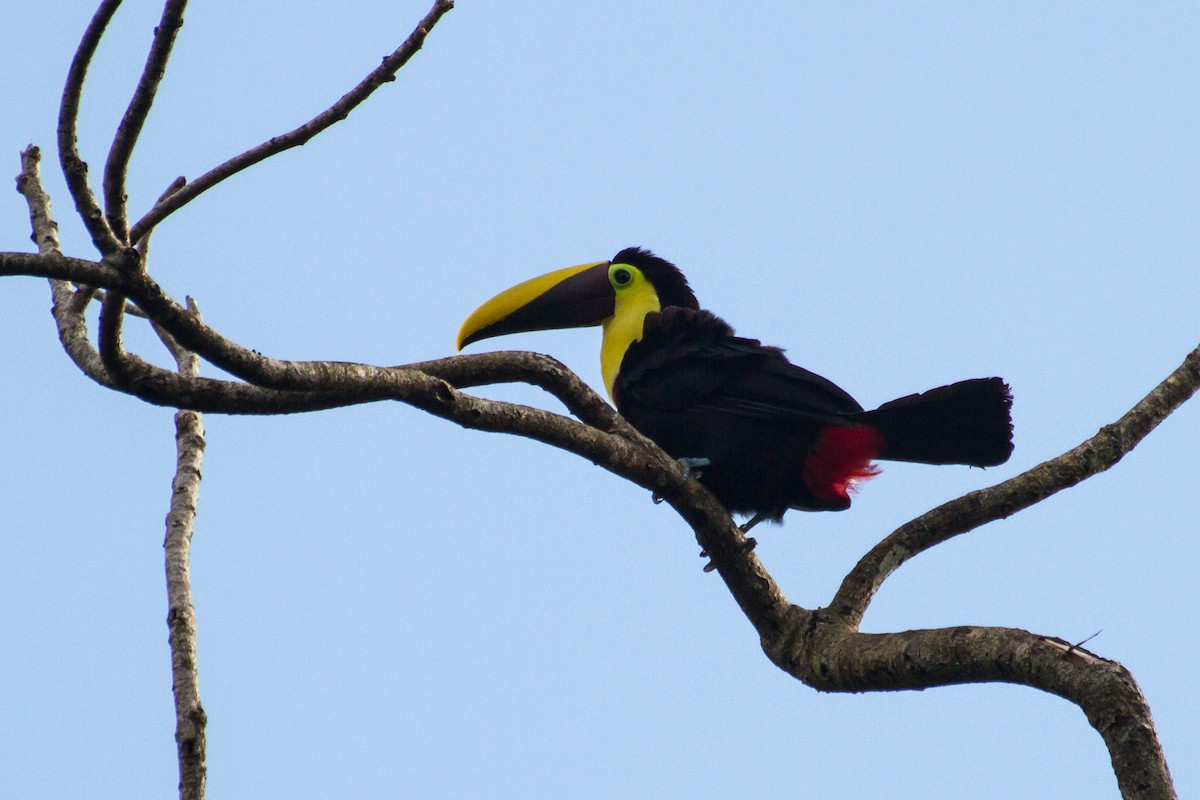 Yellow-throated Toucan - ML638927605