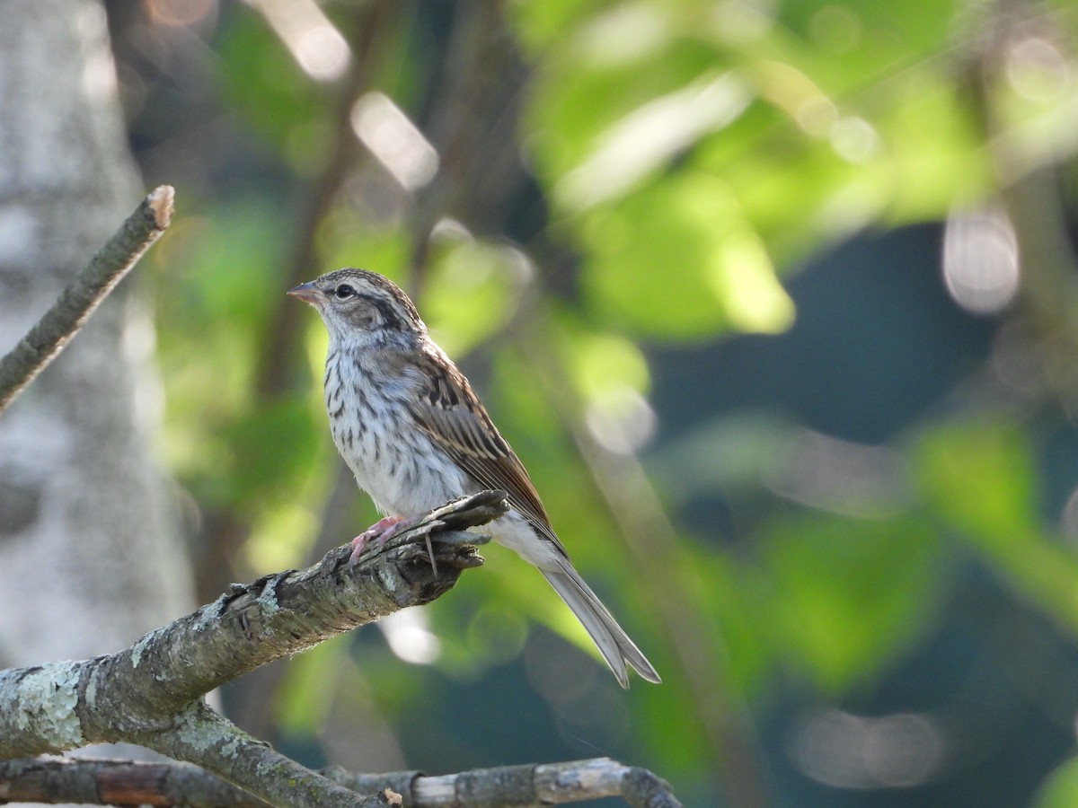 Chipping Sparrow - ML638927608