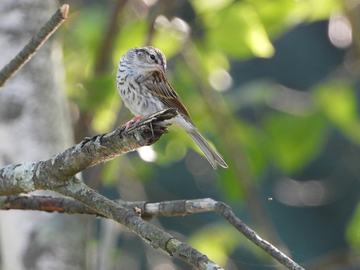 Chipping Sparrow - ML638927609