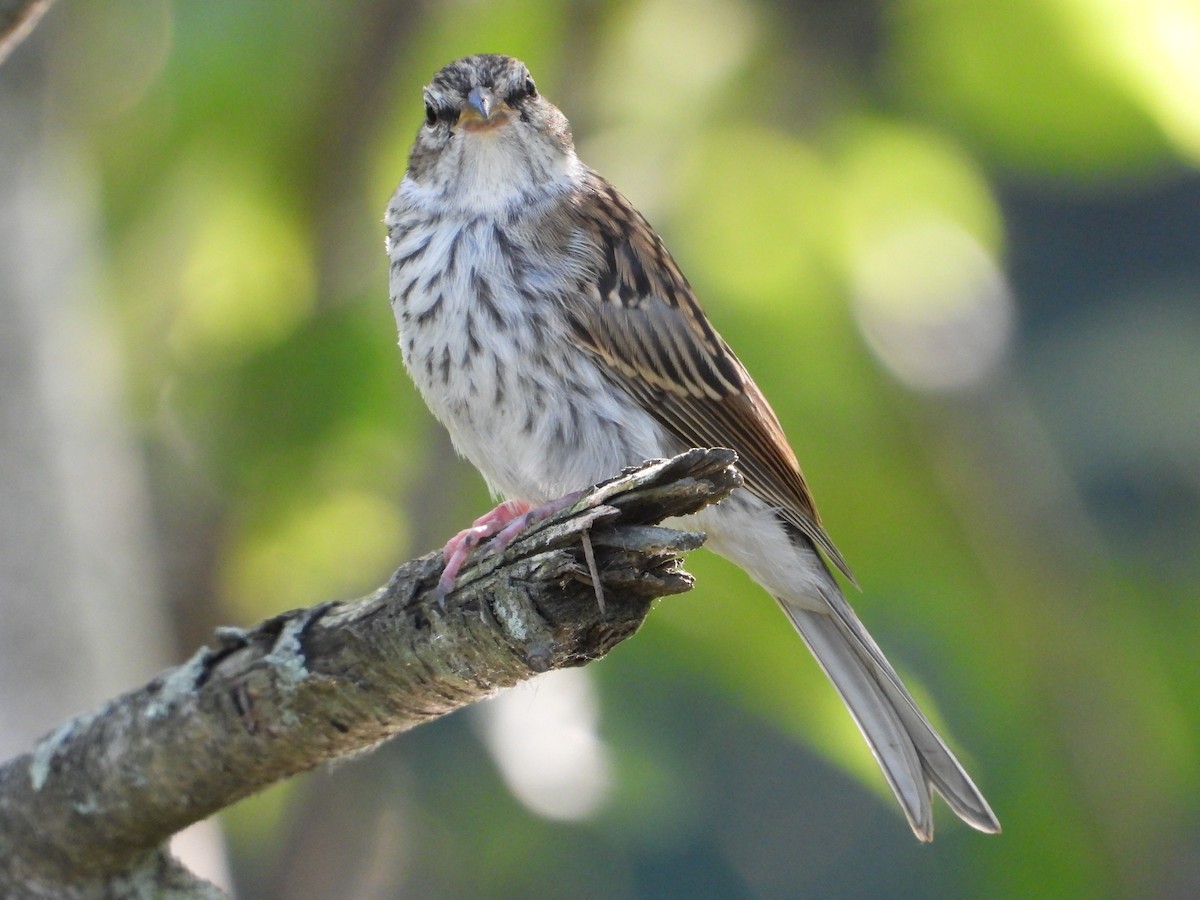 Chipping Sparrow - ML638927610