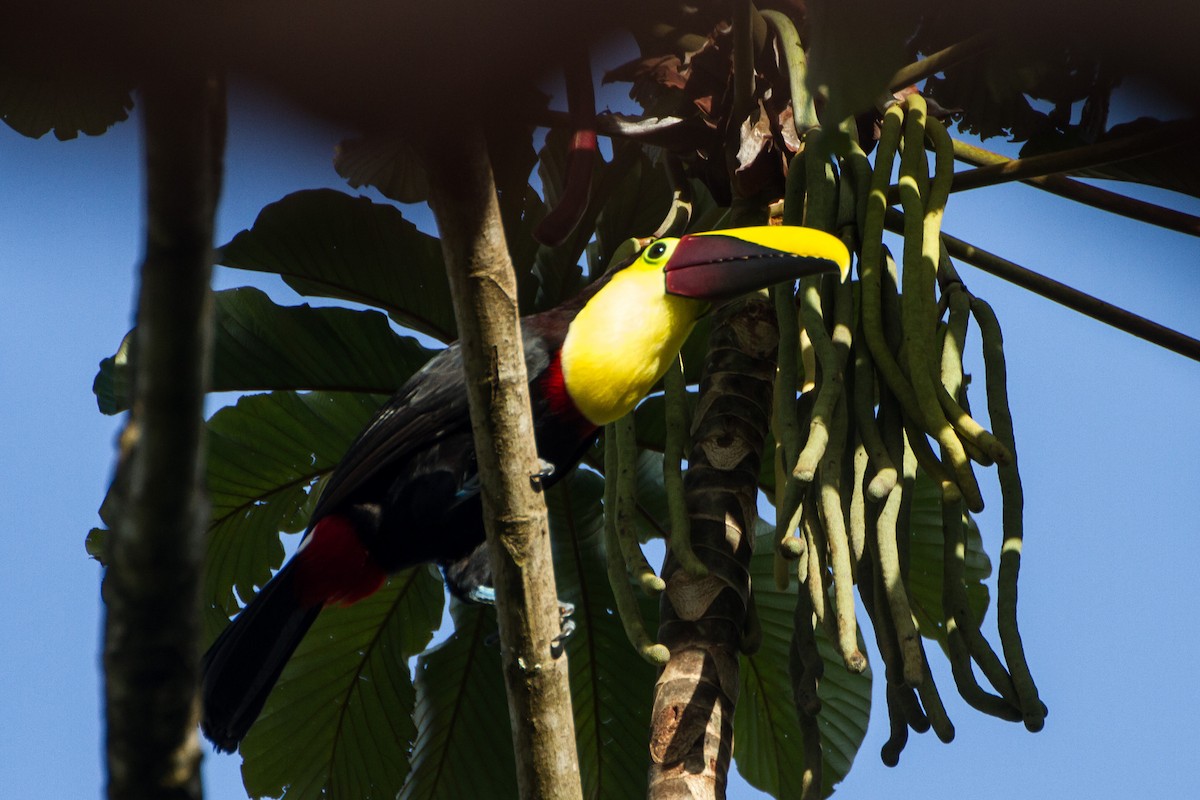 Yellow-throated Toucan - ML638927613