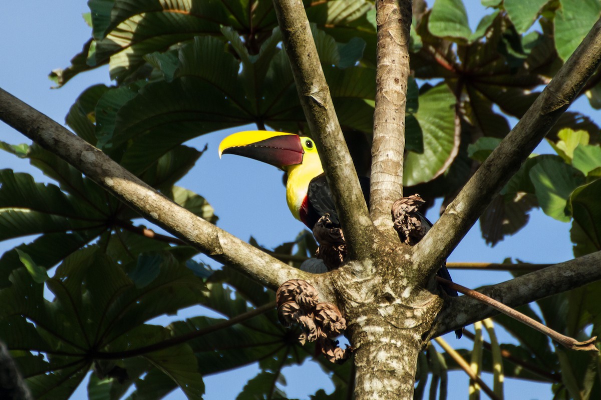 Yellow-throated Toucan - ML638927614