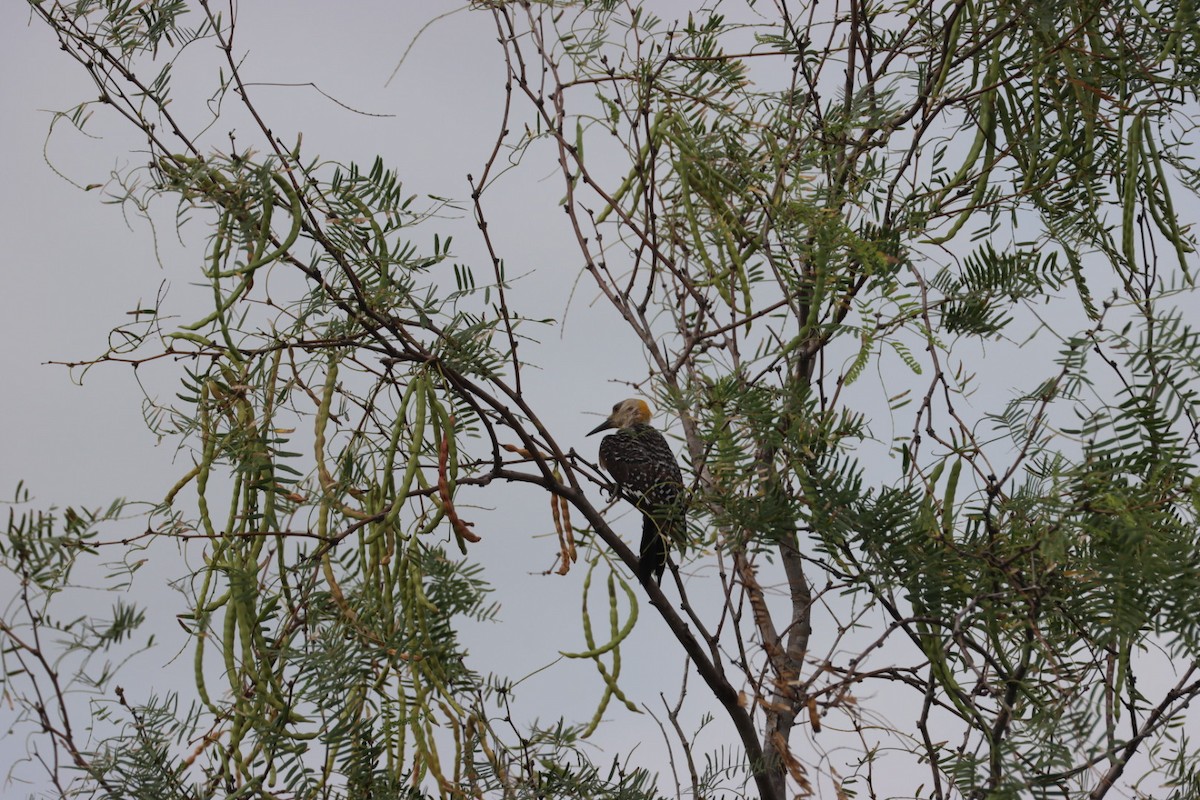 Golden-fronted Woodpecker - ML638927618