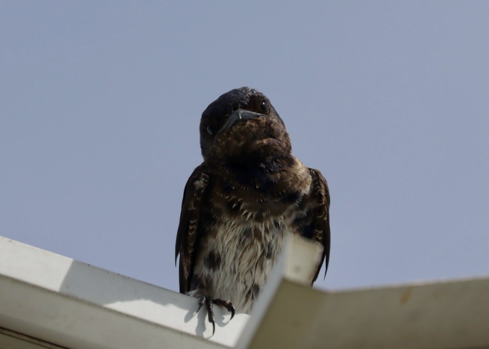 Purple Martin - ML638927626