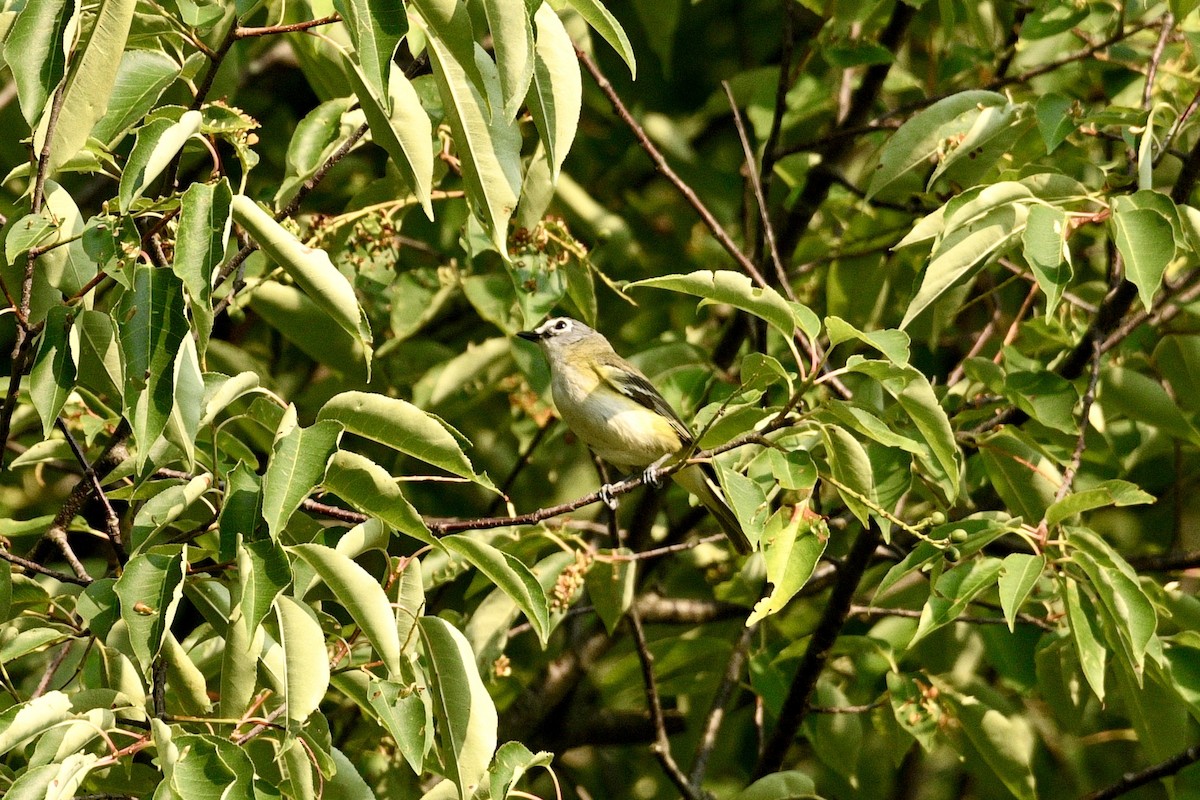 Blue-headed Vireo - ML638927661