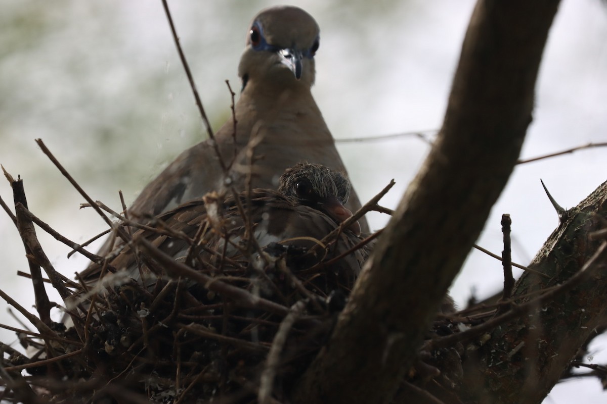 White-winged Dove - ML638927682