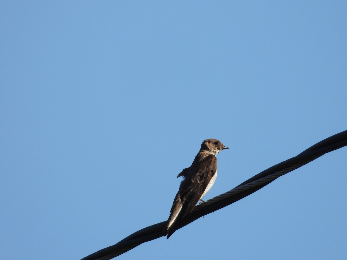 Northern Rough-winged Swallow - ML638927720