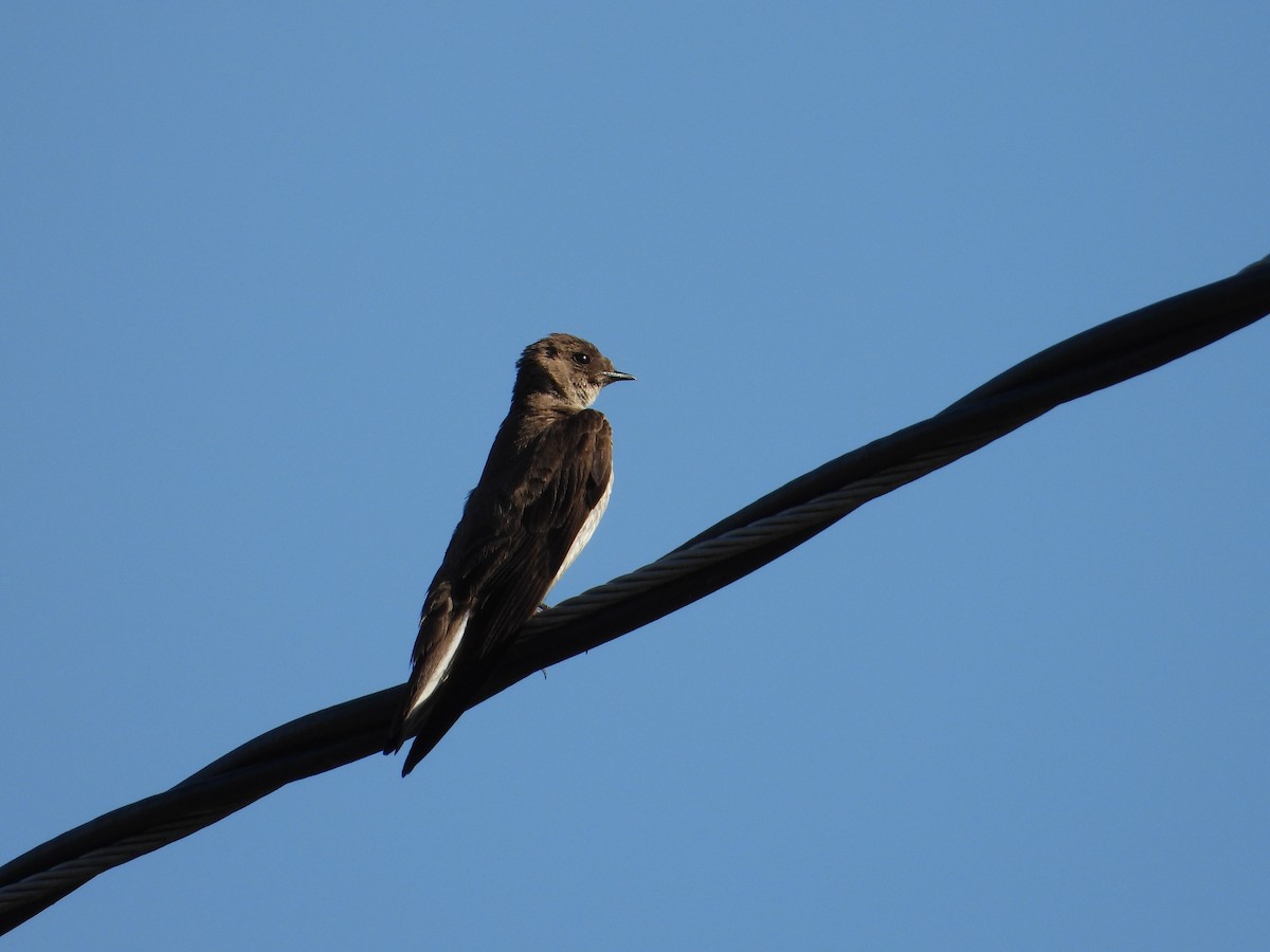 Northern Rough-winged Swallow - ML638927721