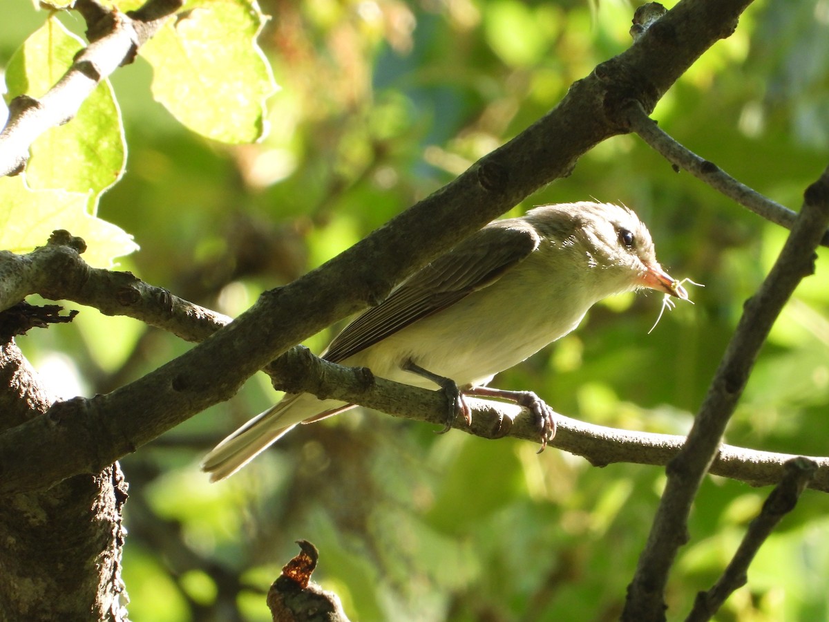 Warbling Vireo - ML638927755