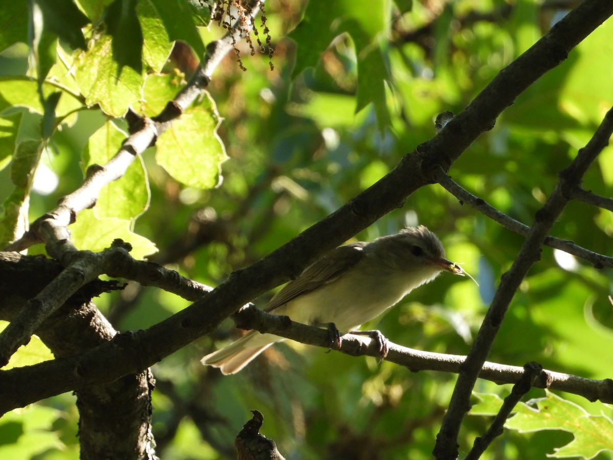 Warbling Vireo - ML638927756
