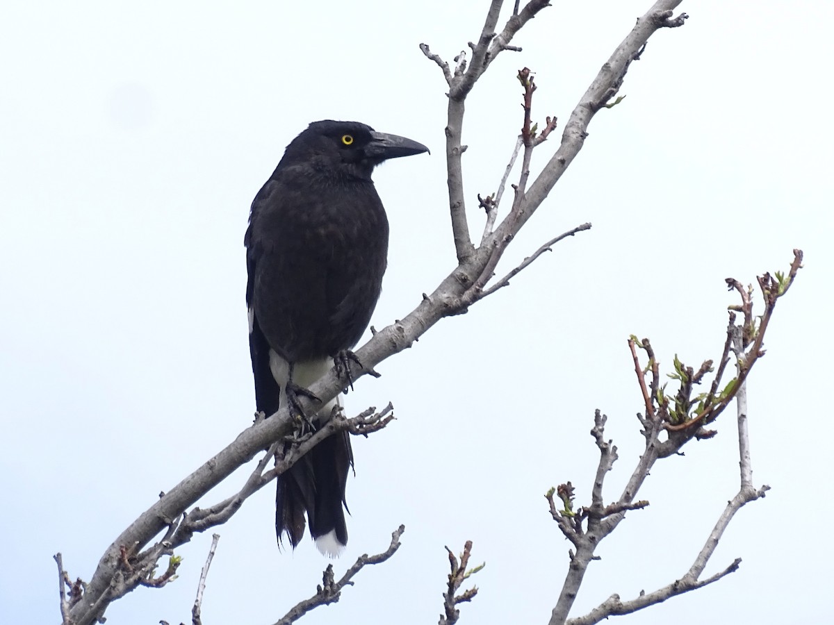 Pied Currawong - ML638927805