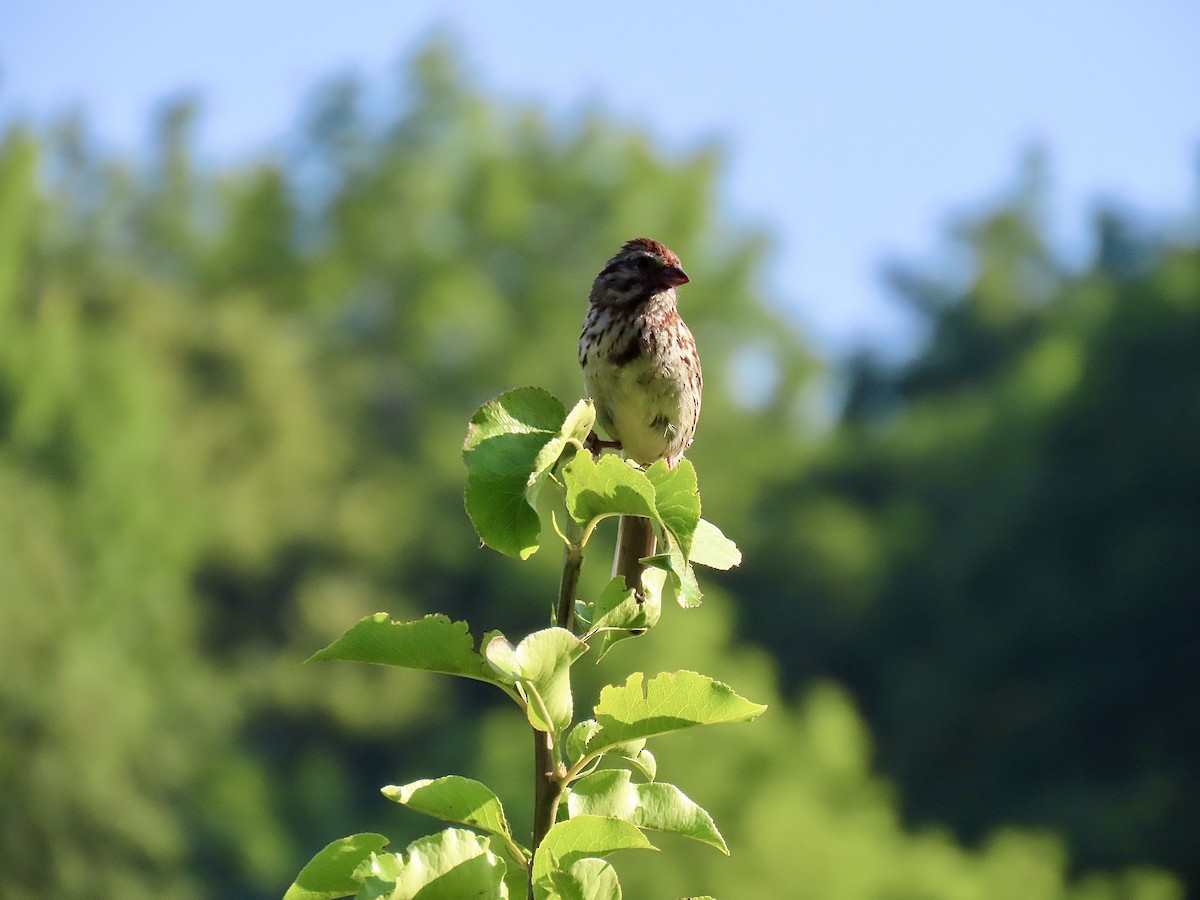 Song Sparrow - ML638927811
