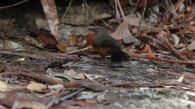 Rockwarbler - ML638927830