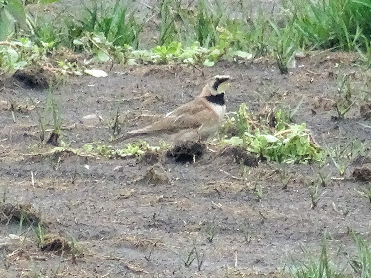 Horned Lark - ML638927831