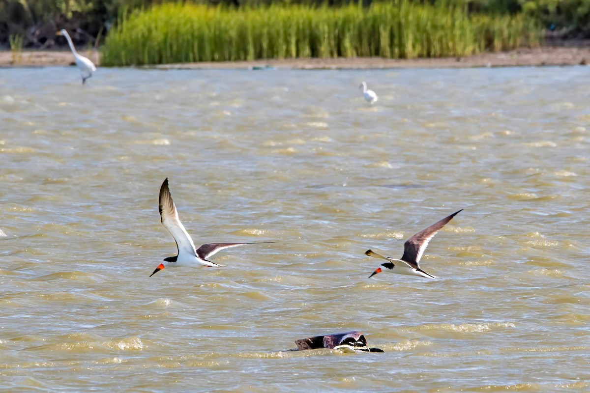 Black Skimmer - ML638927832