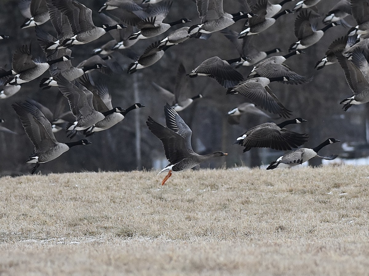 Taiga Bean-Goose - ML638927833