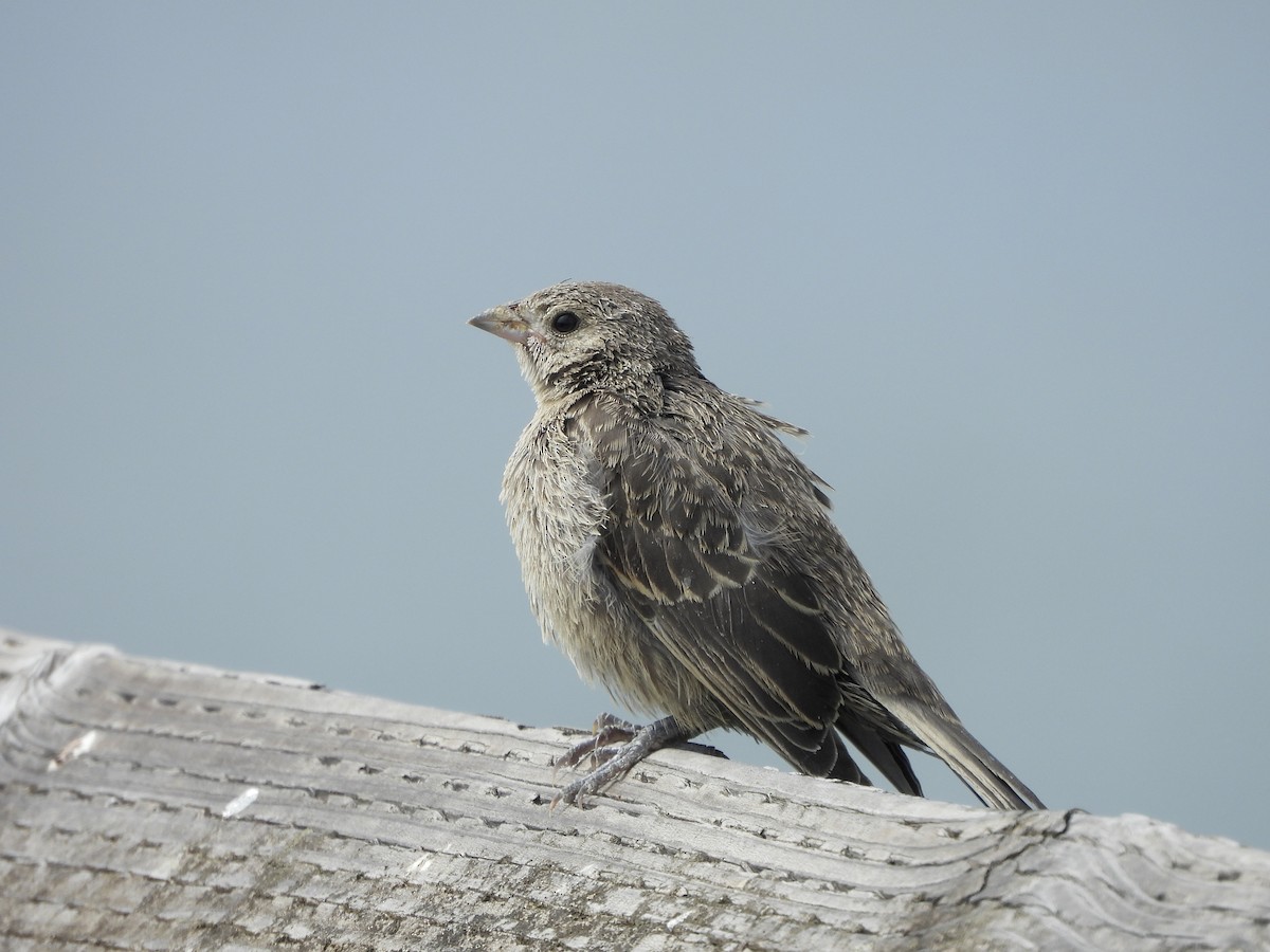brunhodetrupial - ML638927841