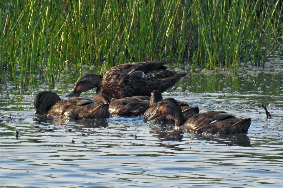 American Black Duck - ML638927852
