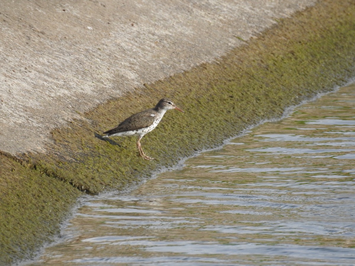 Spotted Sandpiper - ML638927868