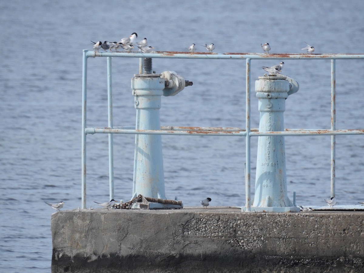 Least Tern - ML638927874