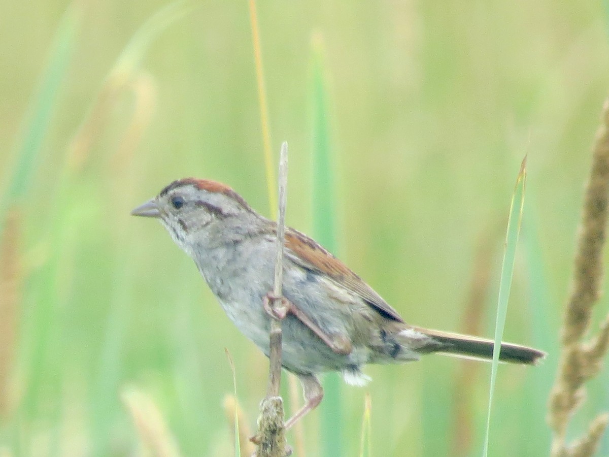 Swamp Sparrow - ML638927875