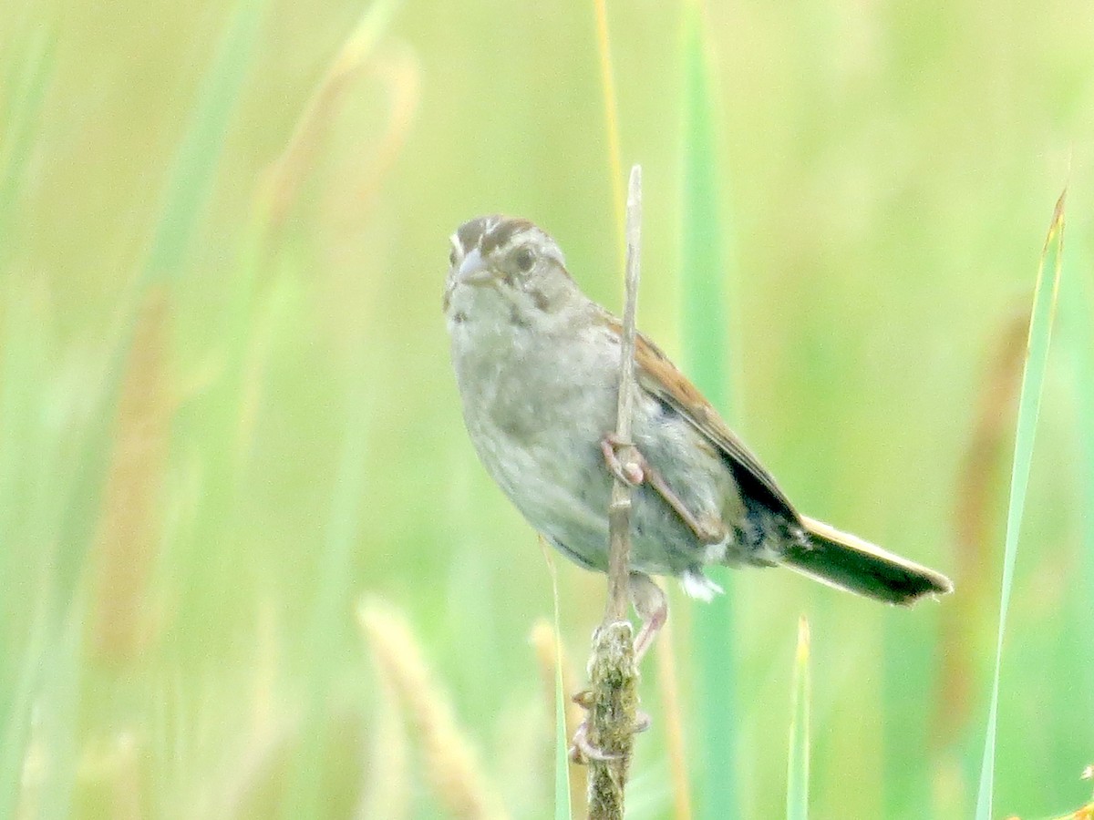 Swamp Sparrow - ML638927878