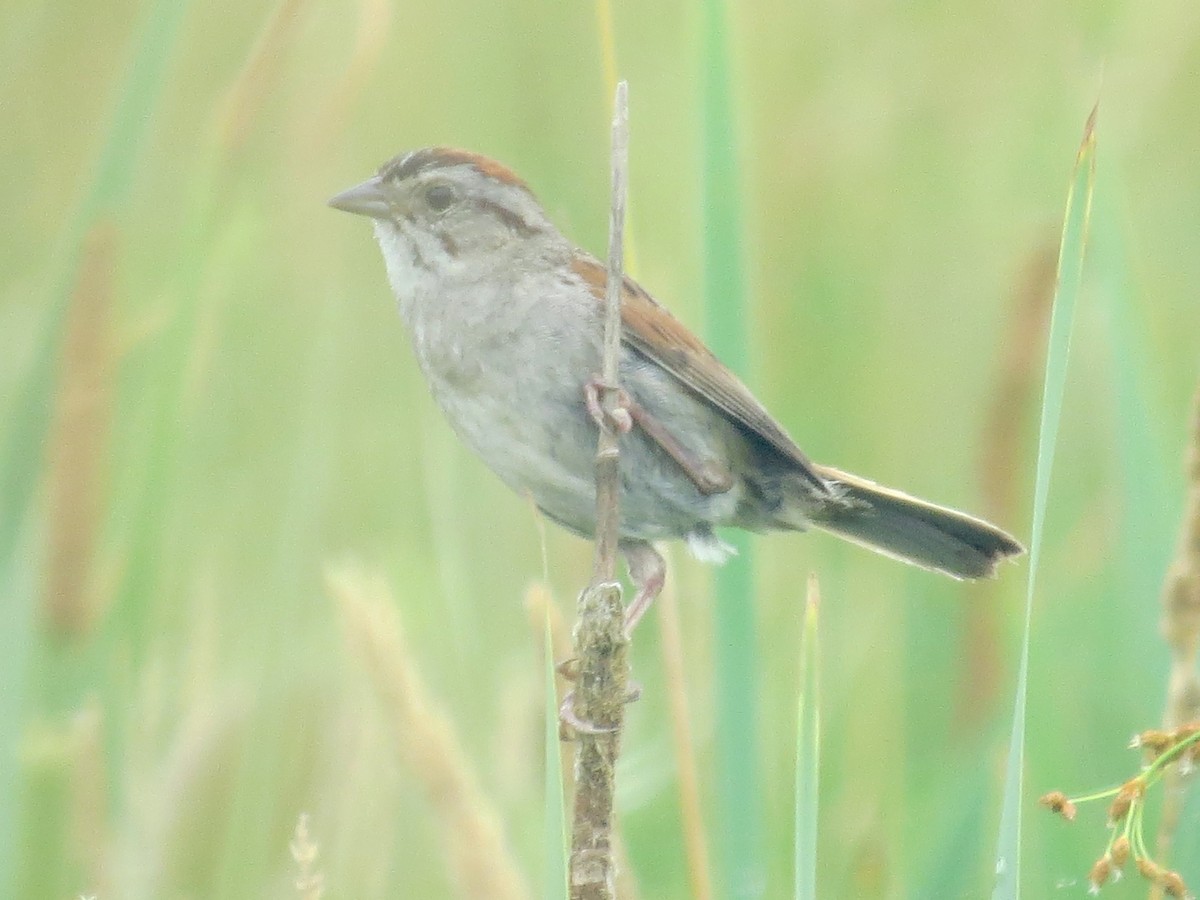 Swamp Sparrow - ML638927881