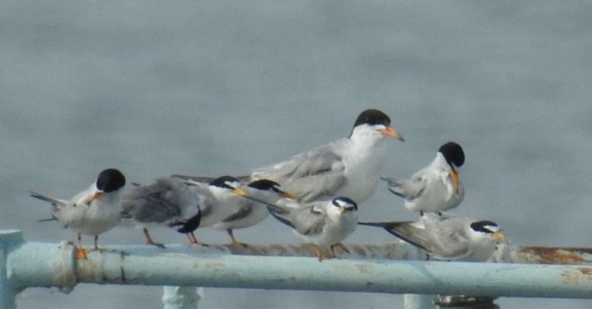 Forster's Tern - ML638927885