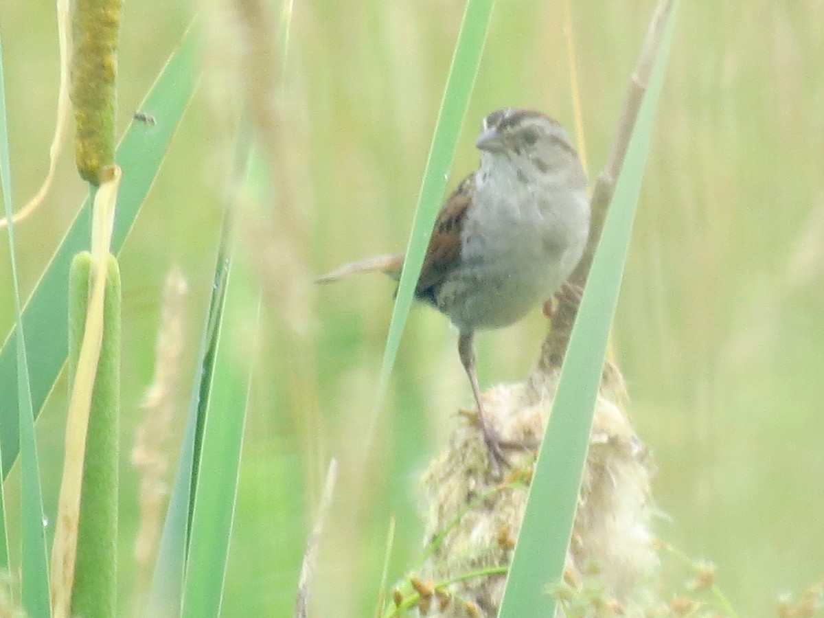 Swamp Sparrow - ML638927887