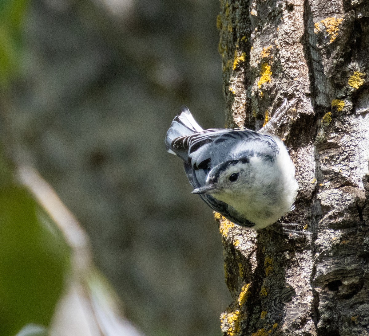 White-breasted Nuthatch - ML638927897