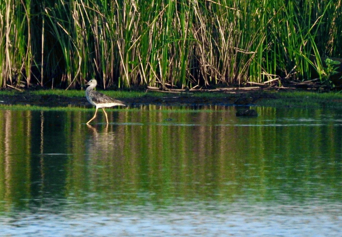 Greater Yellowlegs - ML638927898