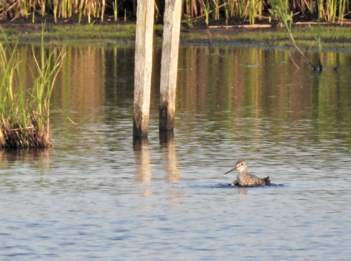 Greater Yellowlegs - ML638927899