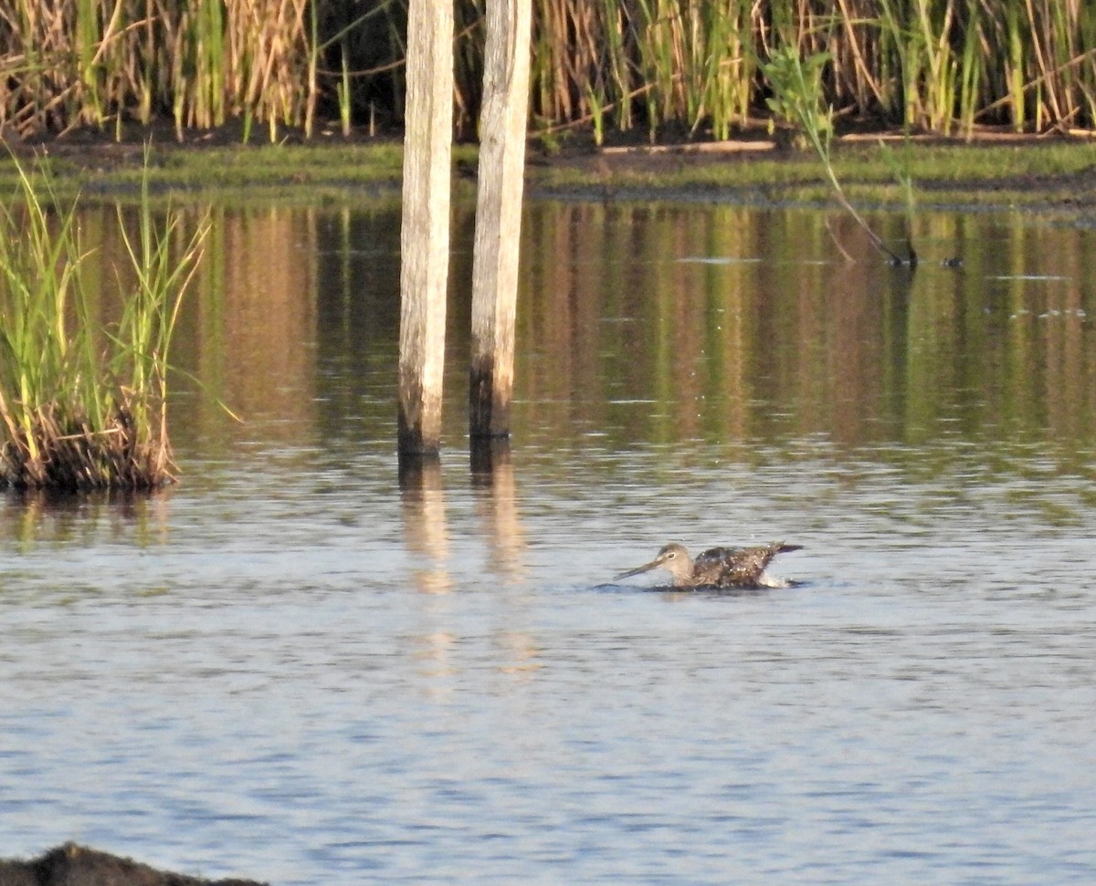 Greater Yellowlegs - ML638927900