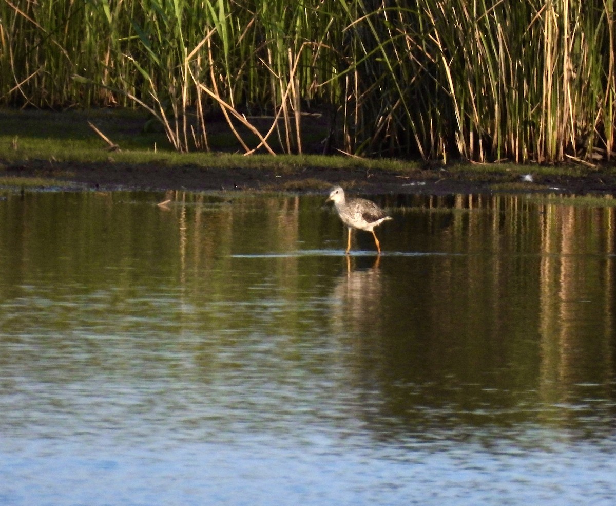 Greater Yellowlegs - ML638927901