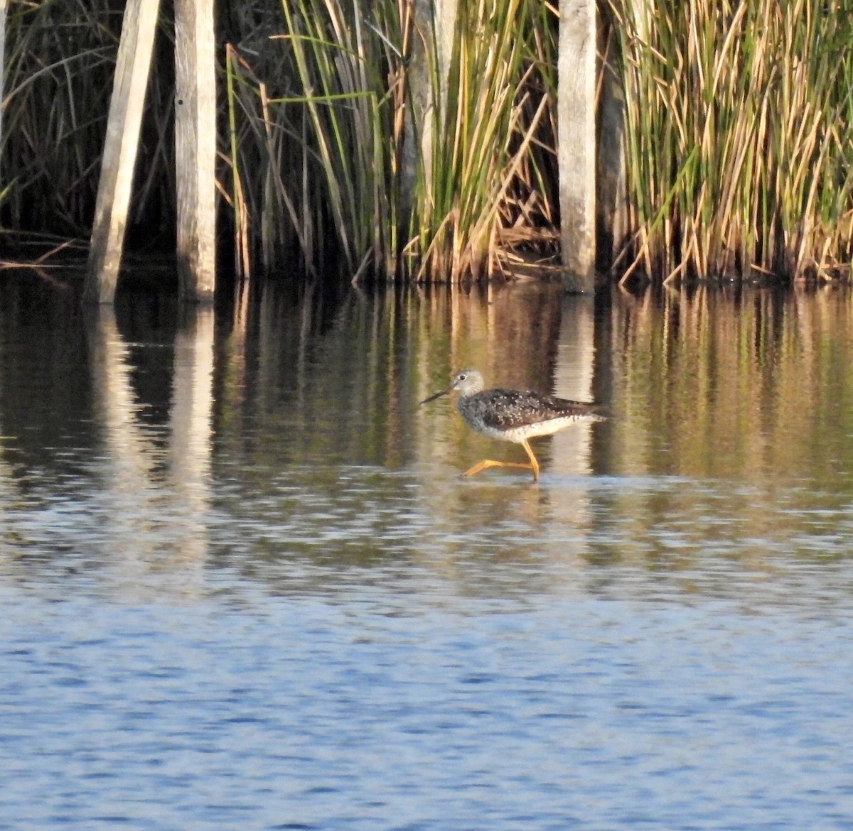Greater Yellowlegs - ML638927902