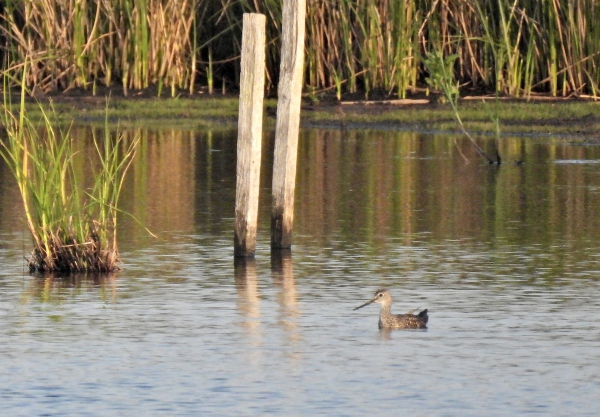 Greater Yellowlegs - ML638927903