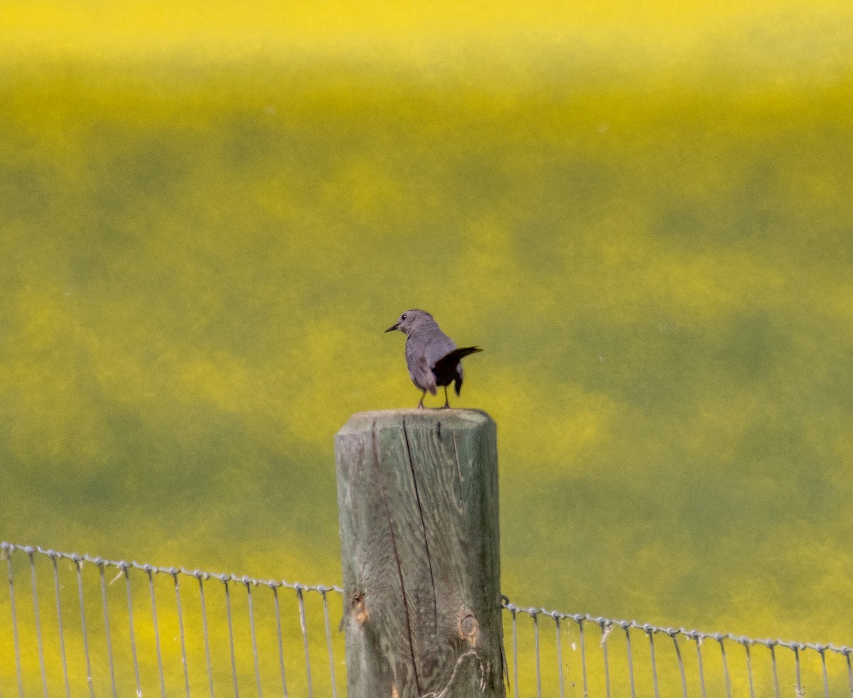 Gray Catbird - ML638927907